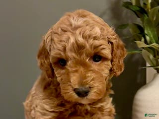 Cockapoo dogs Nova - Ad 9