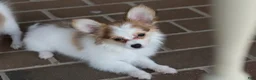 Papillon dogs for sale: Nerf - Ad 4