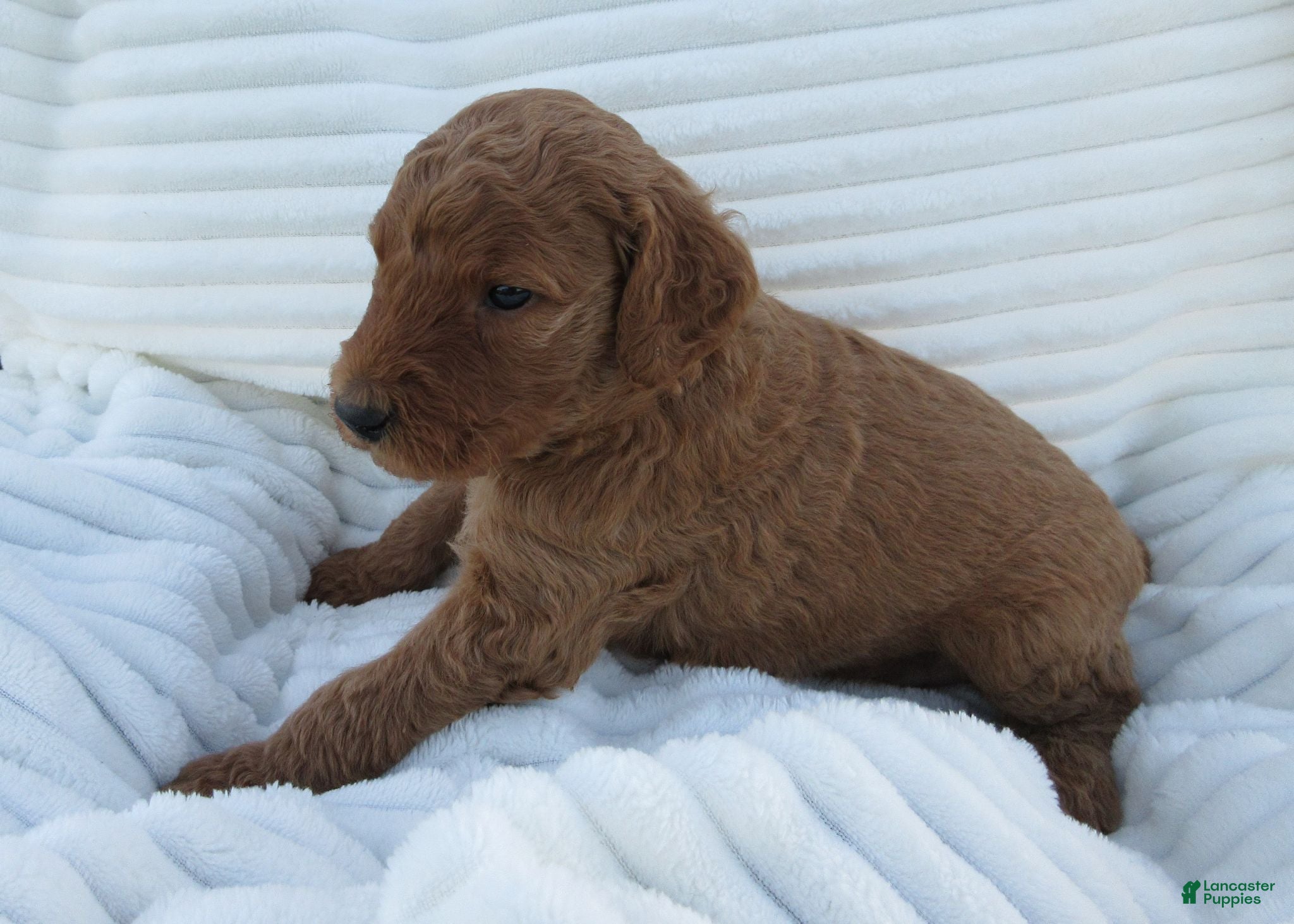 Goldendoodle dogs Rose - Ad 1