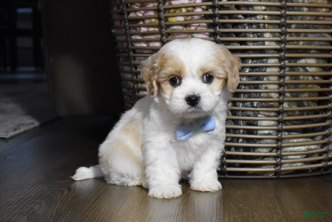 Cavachon dogs Carter - Ad 2