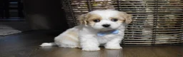 Cavachon dogs for sale: Carter - Ad 2