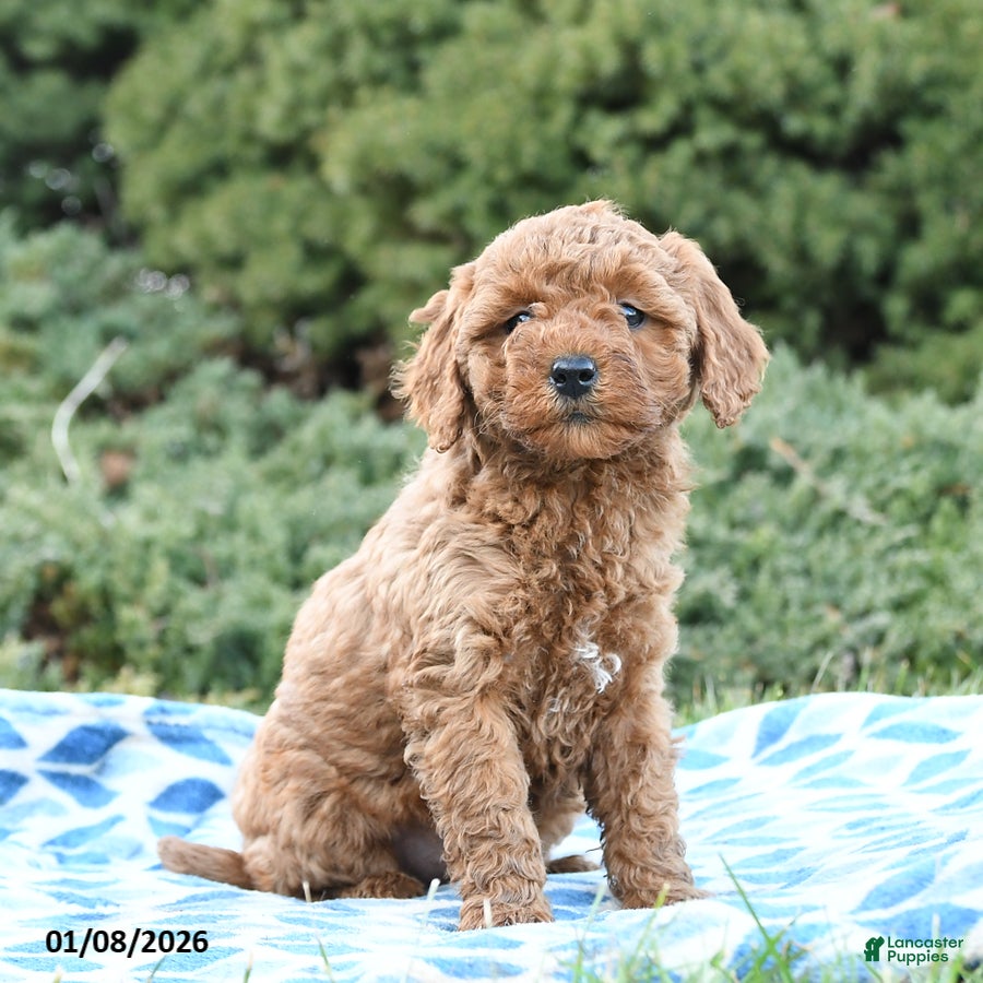Mini Goldendoodle dogs Sage - Ad 23