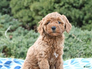 Mini Goldendoodle dogs Sage - Ad 41
