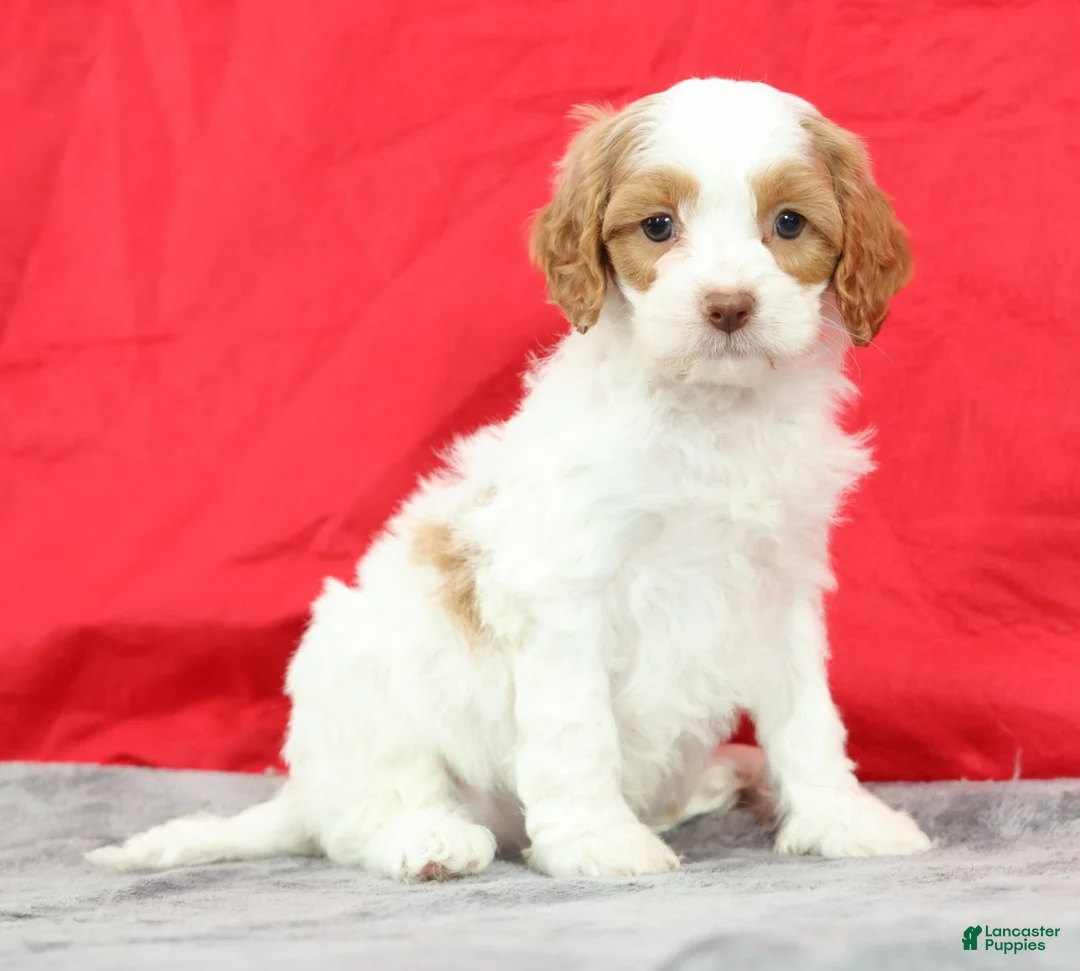 Cavapoo dogs for sale: Clint - Ad 1