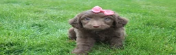 Mini Aussiedoodle dogs for sale: Cora - Ad 3