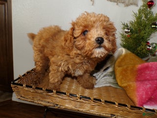 Toy Poodle dogs for sale: Toy Poodle Puppy 1 Lila - Ad 2