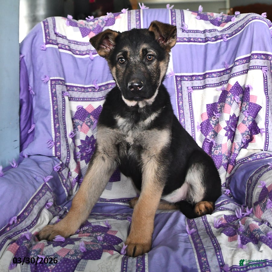 German Shepherd dogs Thelma - Ad 1