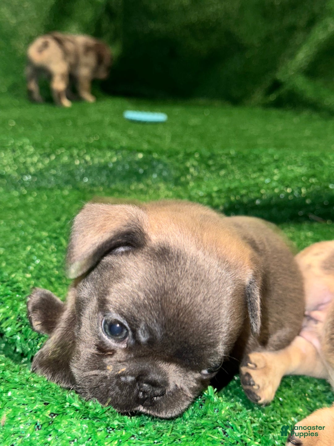 French Bulldog dogs for sale: French Bulldog Puppy 3 - Ad 1