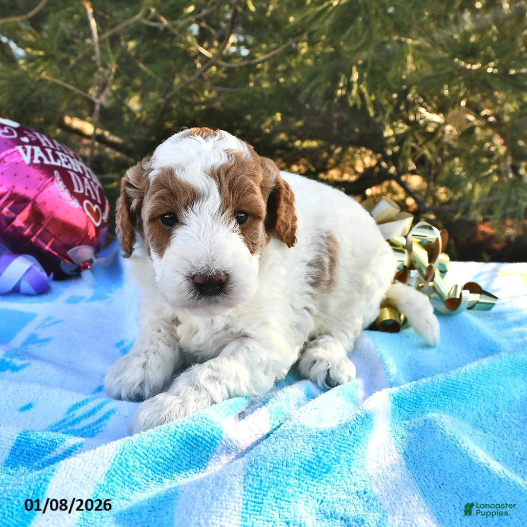 Mini Goldendoodle dogs for sale: Oakley - Ad 12