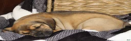 Puggle dogs for sale: Axel - Ad 7