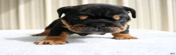 English Bulldog dogs for sale: Buddy  - Ad 6