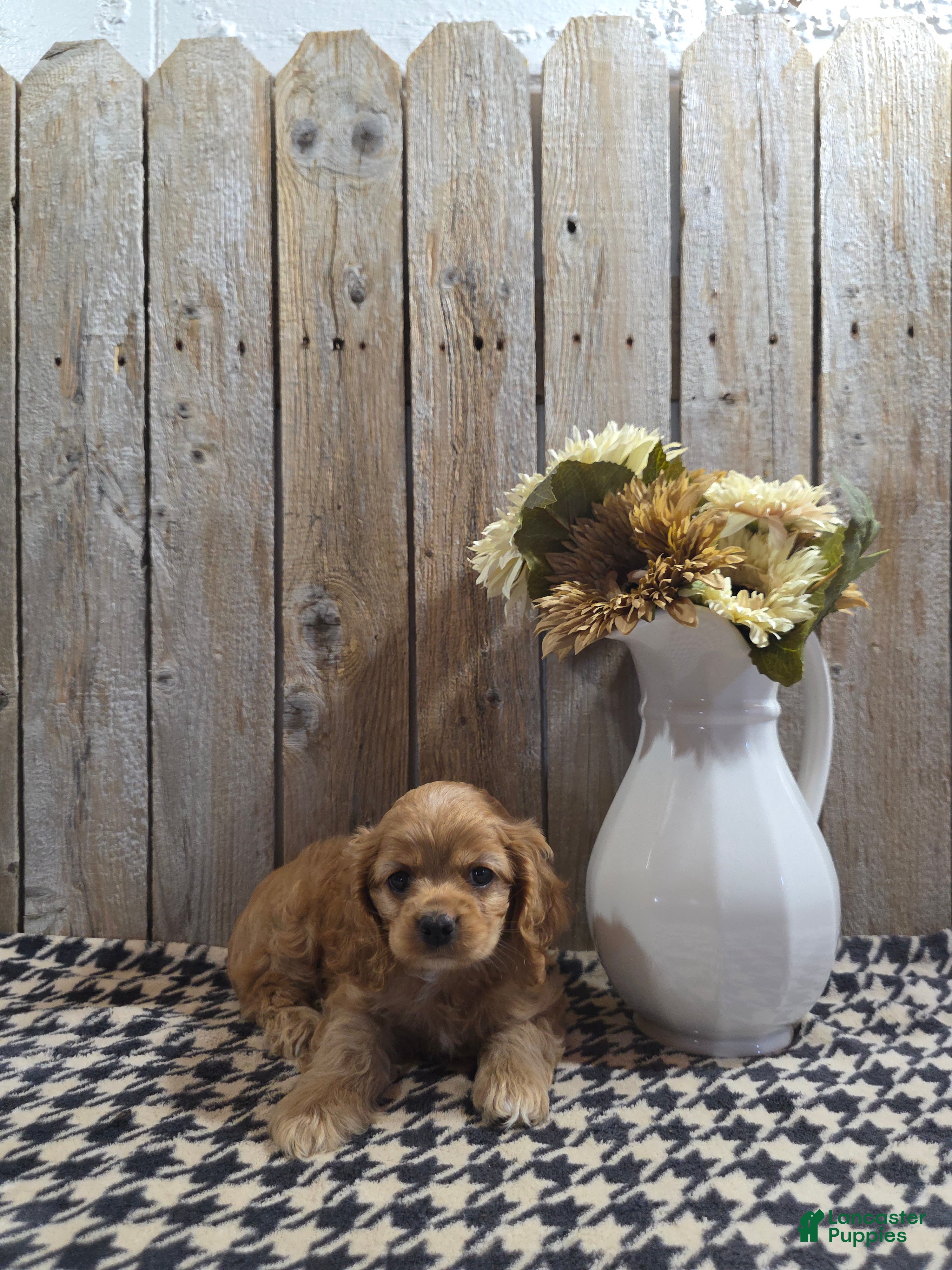 Cocker Spaniel dogs Baxter - Ad 2