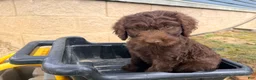 Goldendoodle dogs for sale: Goldendoodle 6 - Ad 2
