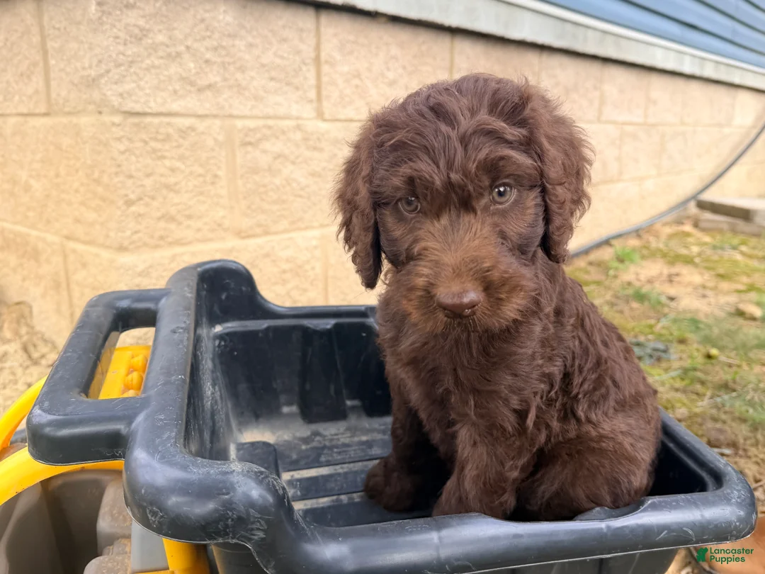 Goldendoodle dogs for sale: Goldendoodle 6 - Ad 2