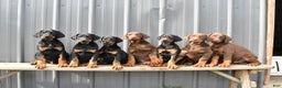 Doberman Pinscher dogs for sale: Rascal - Ad 3