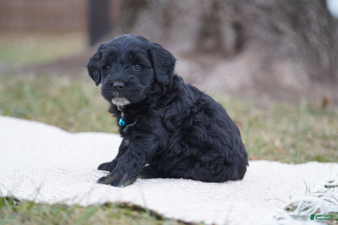 Portuguese Water Dog dogs for sale: Brianna  - Ad 3