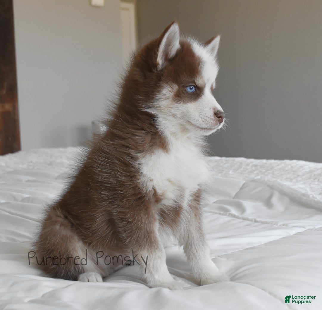 Pomsky dogs for sale: Walker - Ad 4