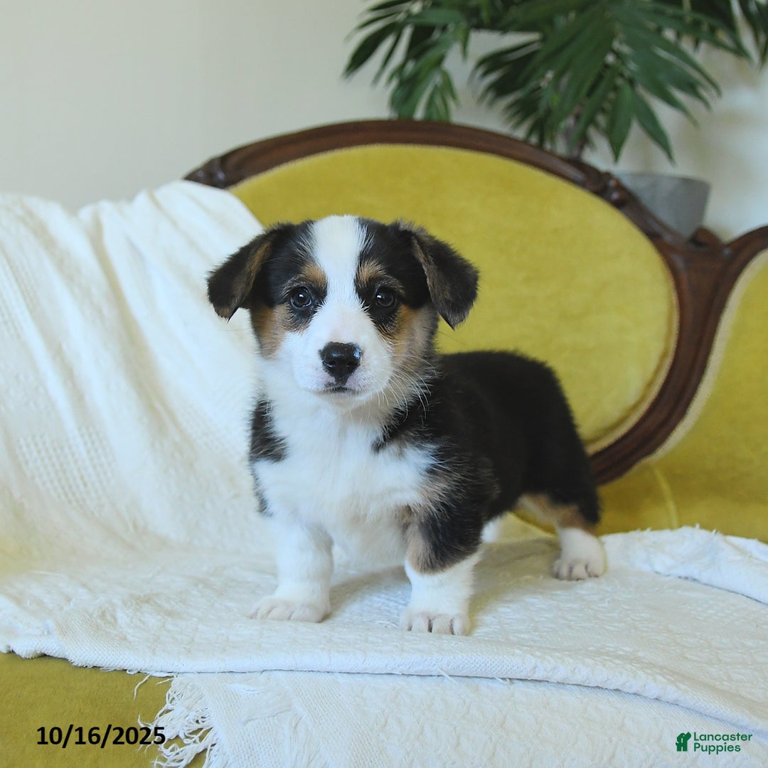 Welsh Corgi Pembroke dogs for sale: Nickle  - Ad 18