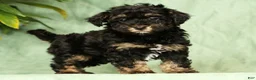 Havapoo dogs for sale: Tinker - Ad 5