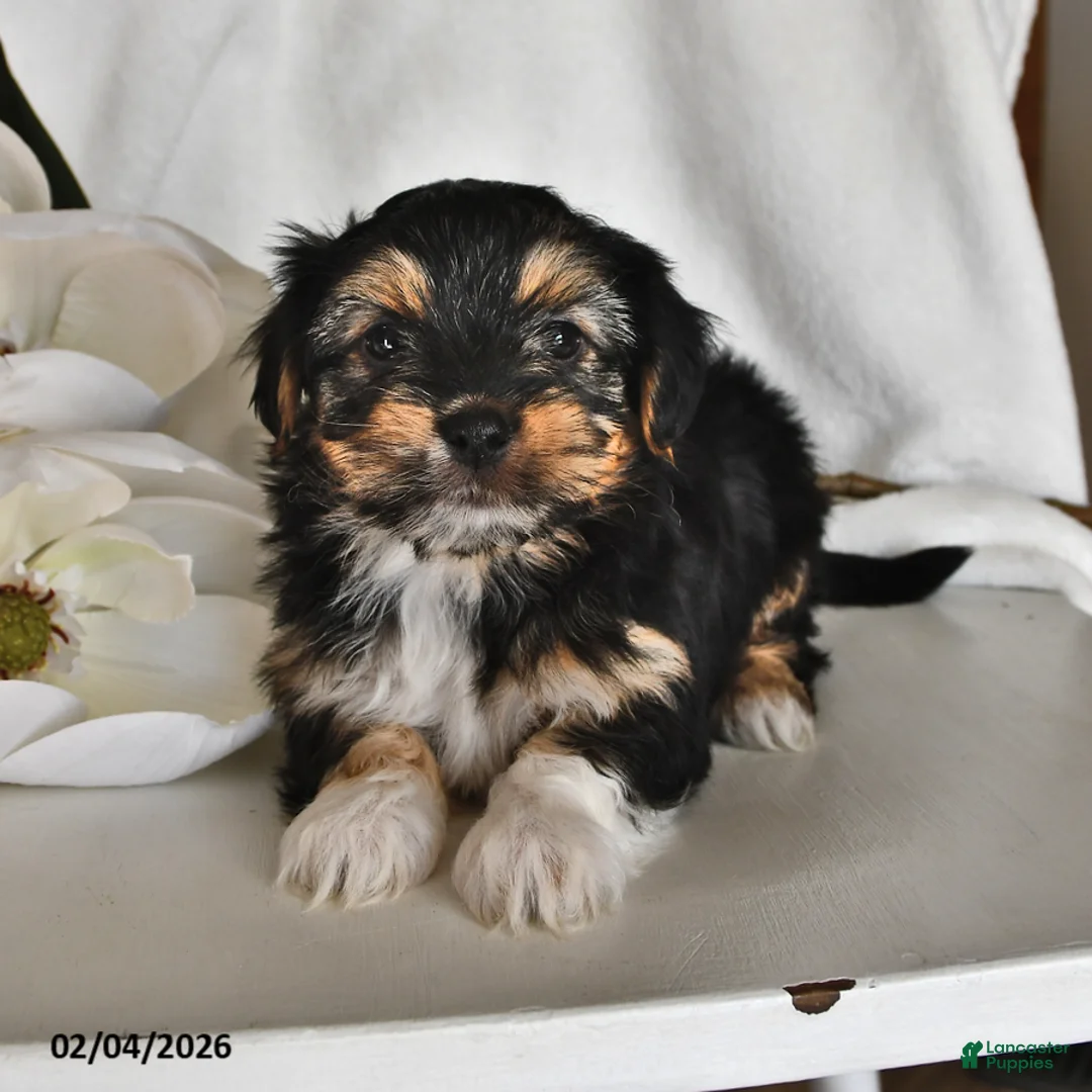 Morkie dogs for sale: Badger - Ad 3