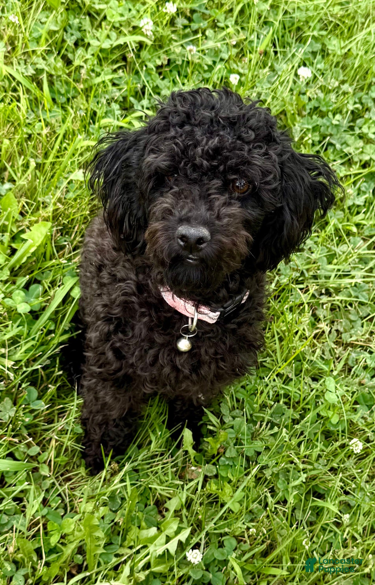 Toy Poodle dogs Bear - Ad 2