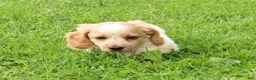 Miniature Dachshund dogs for sale: Hank - Ad 6