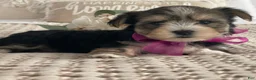 Morkie dogs for sale: Nellie - Ad 4