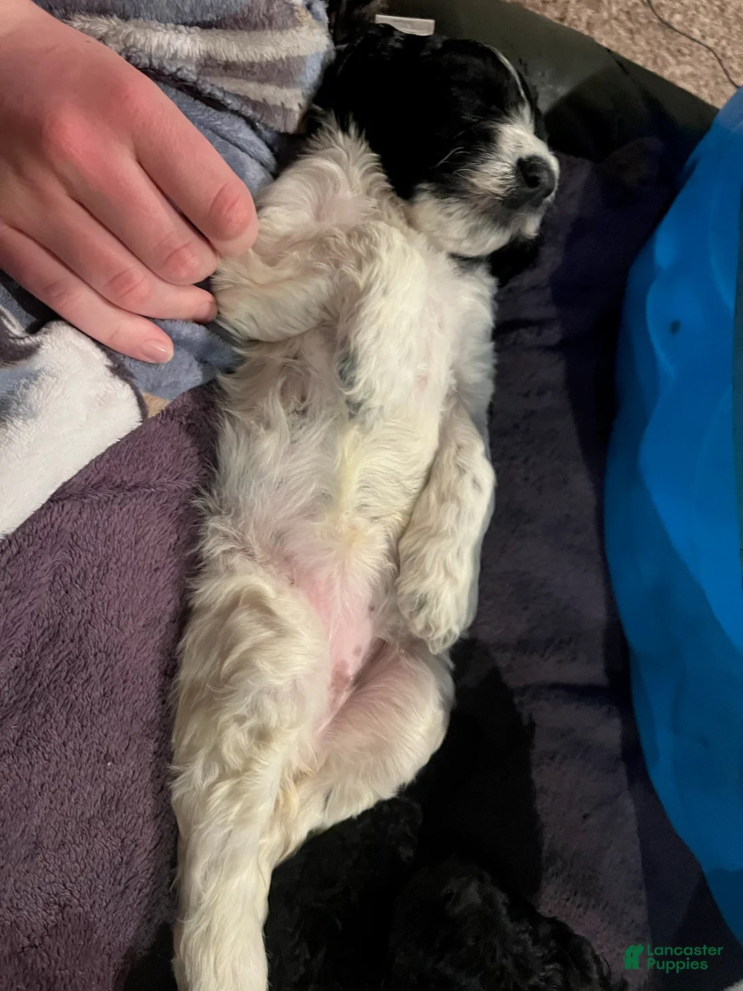 Labradoodle dogs for sale: Chocolate - Ad 7