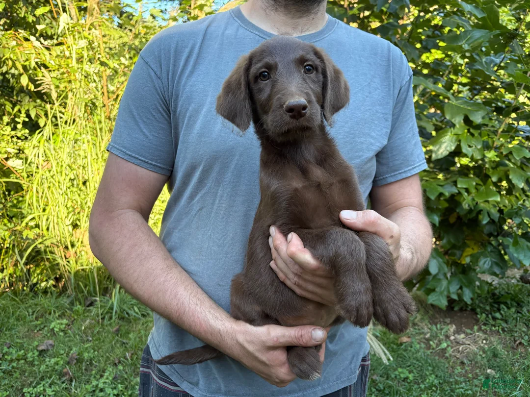 Labradoodle dogs for sale: Labradoodle 2 - Ad 3