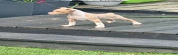 Mixed Breed dogs for sale: coco - Ad 1
