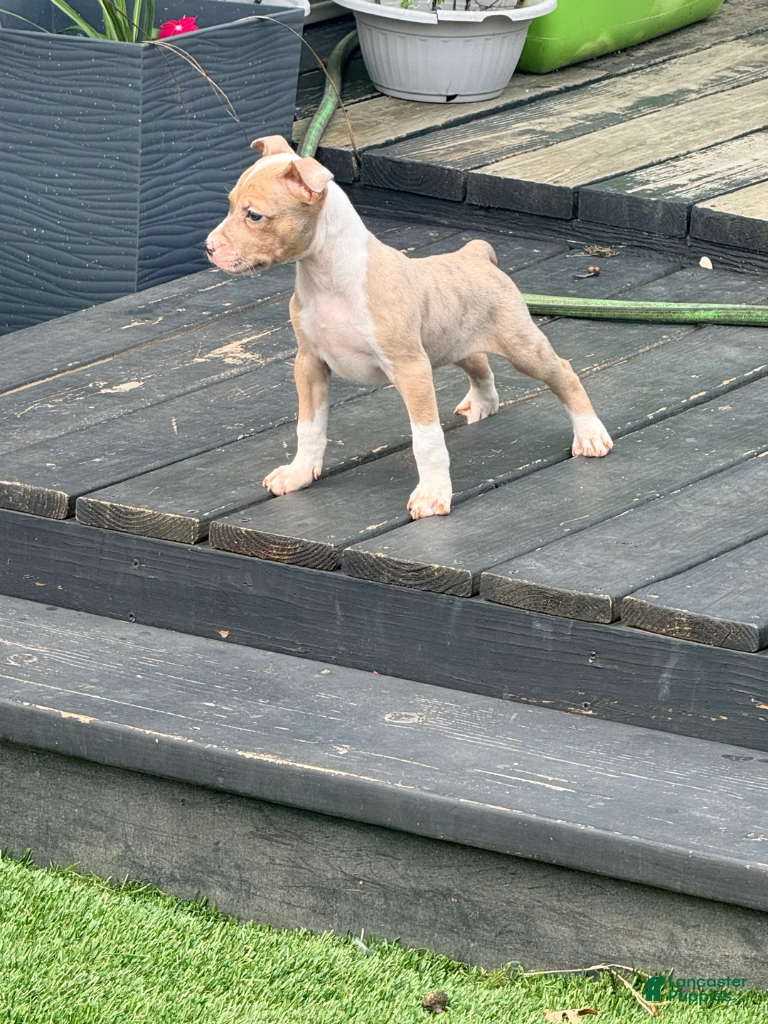 Mixed Breed dogs for sale: coco - Ad 1