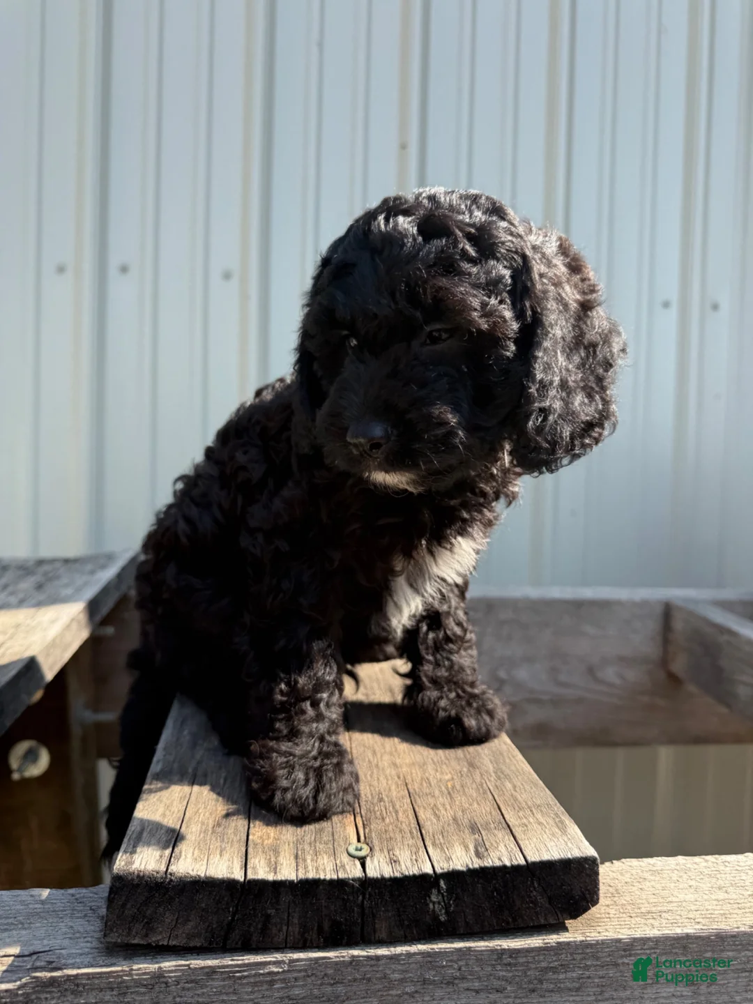 Cavapoo dogs for sale: Tommie - Ad 3