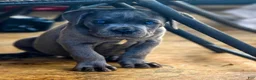 Cane Corso dogs for sale: Big Easy Blue  - Ad 5