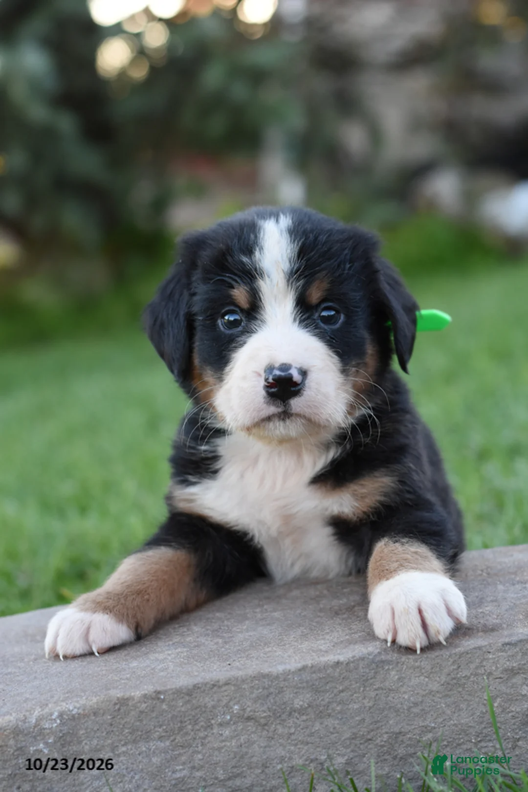 Bernese Mountain Dog dogs for sale: Billy - Ad 1