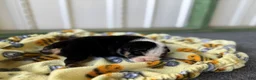 English Bulldog dogs for sale: Betty, black tri - Ad 6