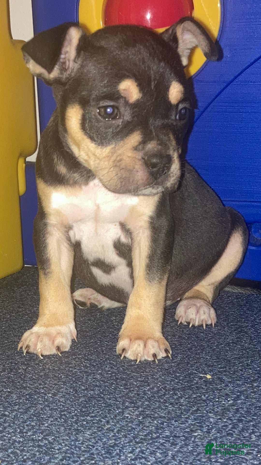 American Bully dogs for sale: RUBY - Ad 3