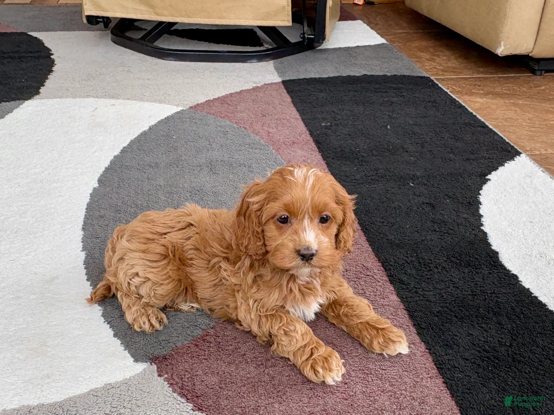 Cockapoo dogs for sale: Cockapoo female 1 - Ad 1