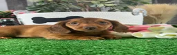 Dachshund dogs for sale: Denver - Ad 2