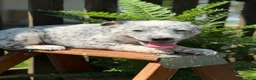 Australian Cattle Dog dogs for sale: Kodi  - Ad 6