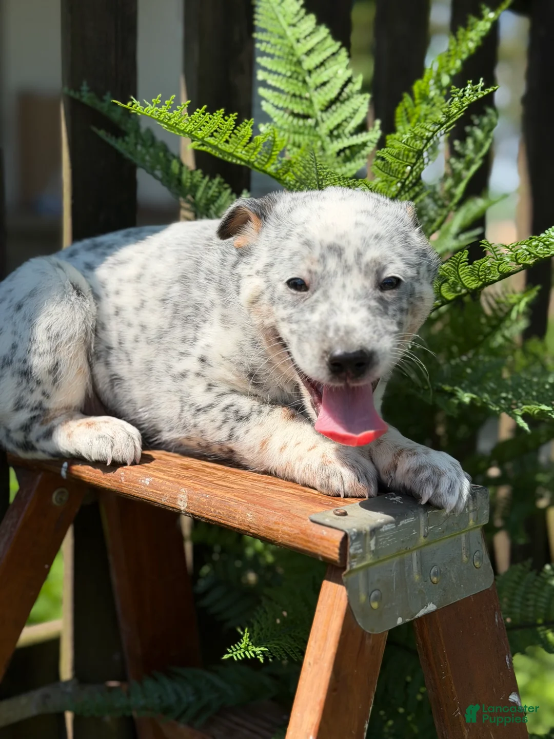 Australian Cattle Dog dogs for sale: Kodi  - Ad 6