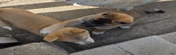 Akita dogs for sale: Akita Puppy 1 - Ad 5