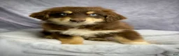 Australian Shepherd dogs for sale: Australian Shepherd Teddy Bear - Ad 11
