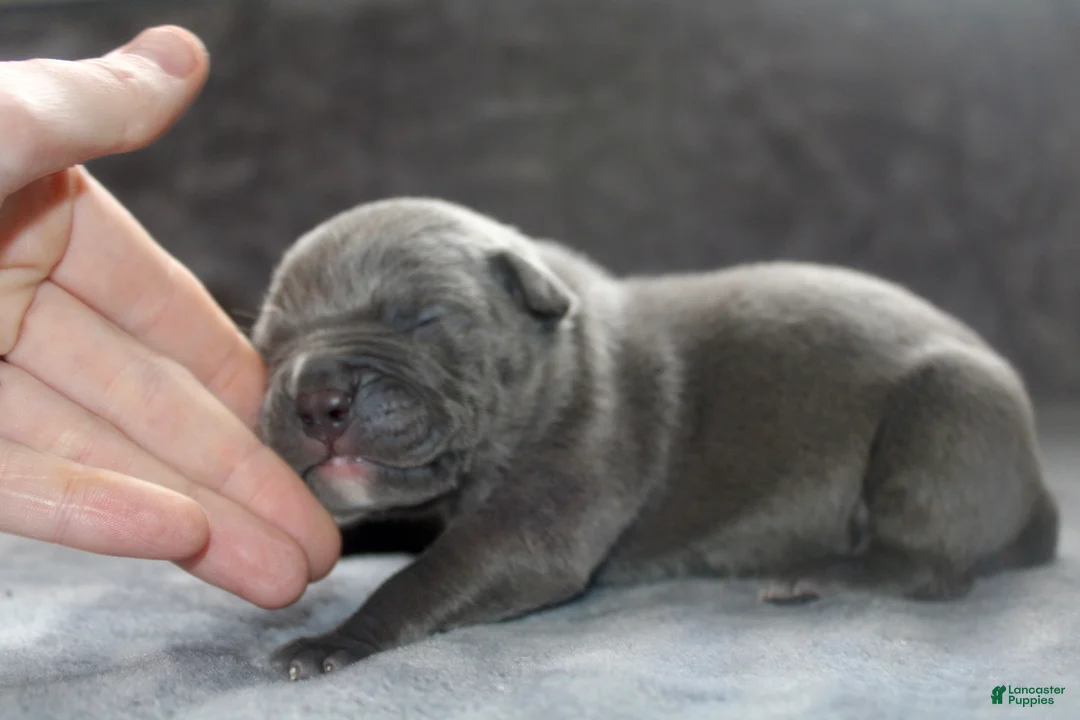 American Bully dogs for sale: Loki - Ad 2