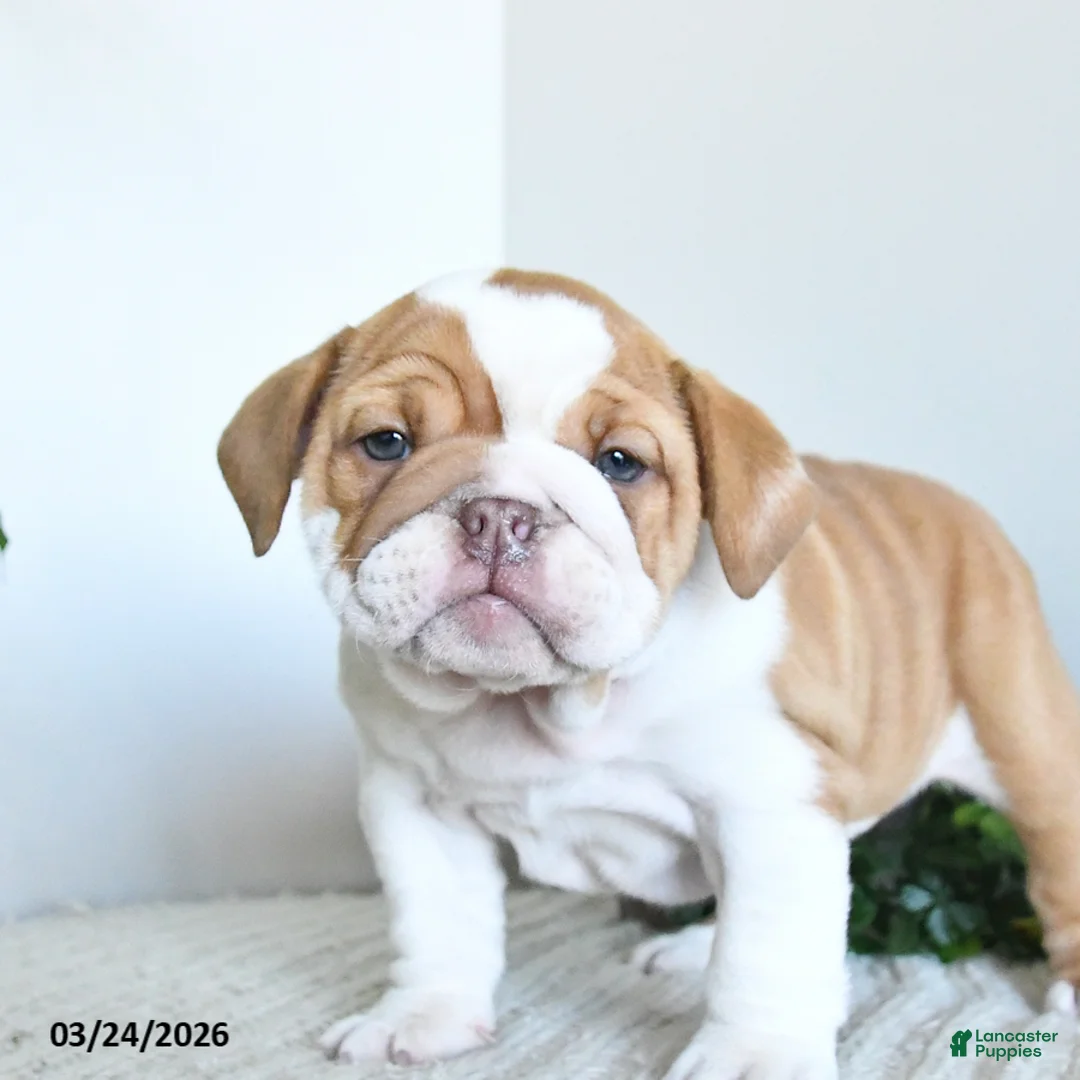 English Bulldog dogs for sale: Topaz - Ad 2