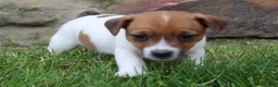 Jack Russell Terrier dogs for sale: Teddy - Ad 5