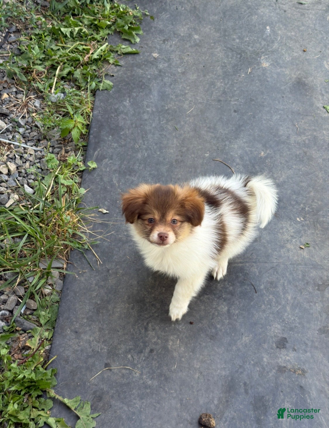 Mixed Breed dogs Mixed Breed 2 - Ad 20