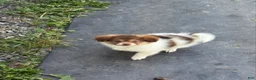 Mixed Breed dogs for sale: Mixed Breed 2 - Ad 1