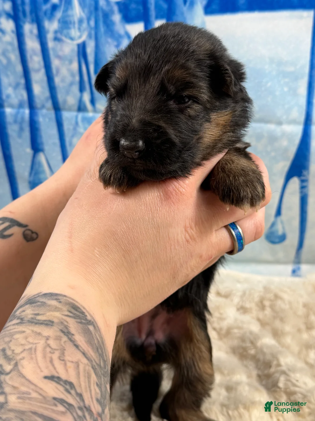 German Shepherd dogs for sale: German Shepherd Puppy 4 - Ad 3