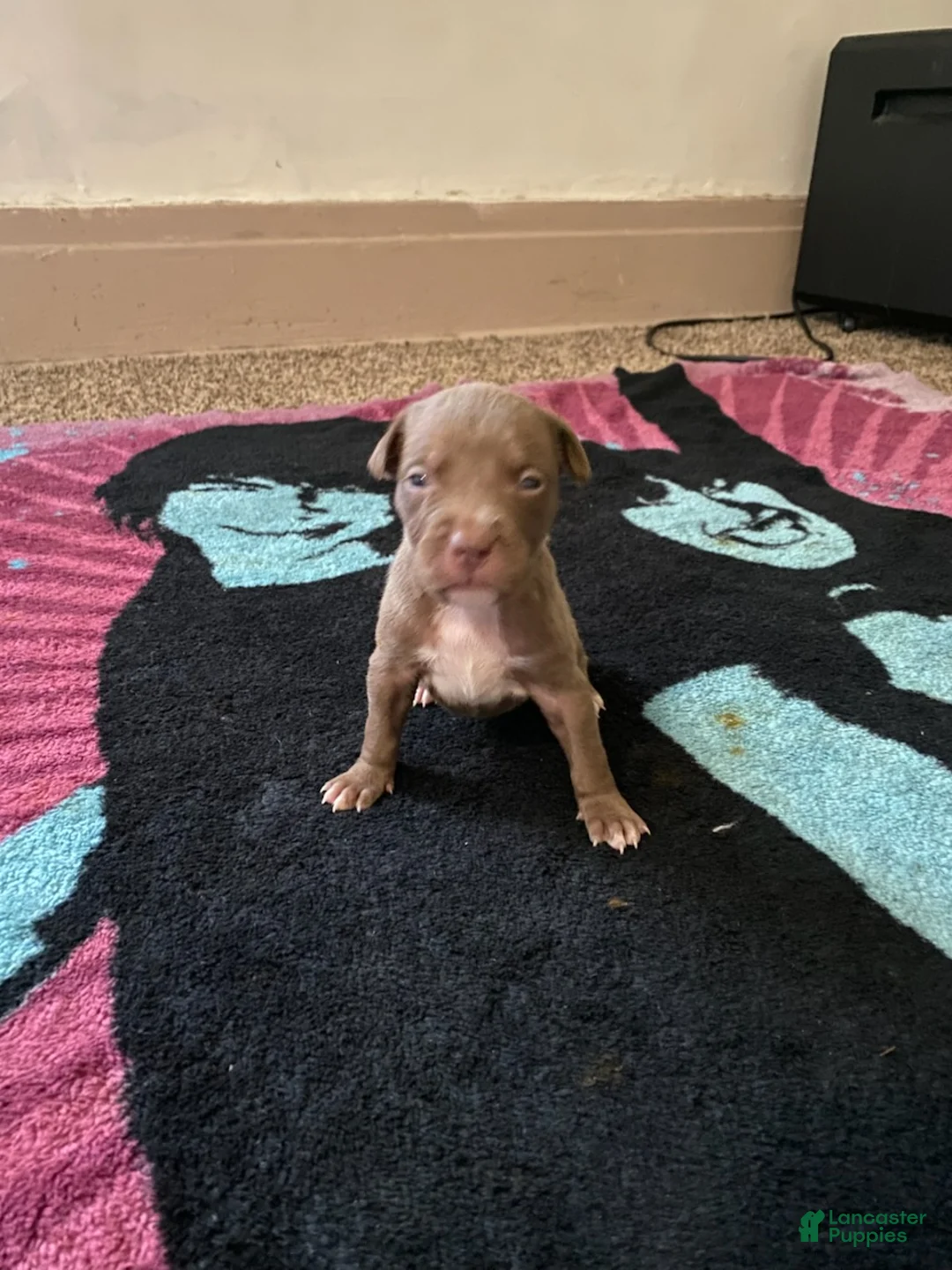 Mixed Breed dogs for sale: Girl 2 - Ad 1