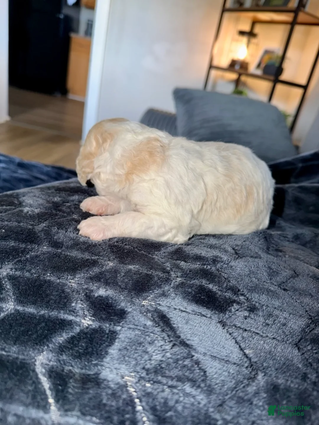 Mixed Breed dogs for sale: Kiara - Ad 2